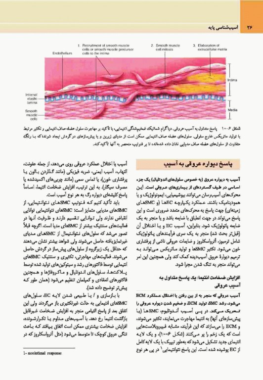 آسیب‌شناسی پایه اختصاصی رابینز 2017 نشر ارجمند