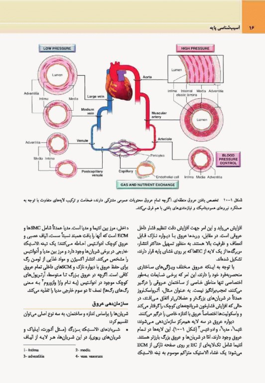 آسیب‌شناسی پایه اختصاصی رابینز 2017 نشر ارجمند