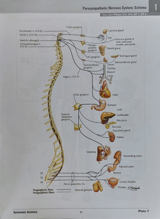 اطلس آناتومی نتر ویرایش هشتم 2023 | Atlas of Human Anatomy Netter