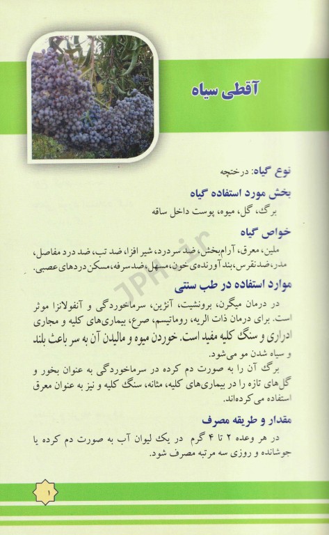 خواص درمانی گیاهان بر اساس کشفیات جدید علمی