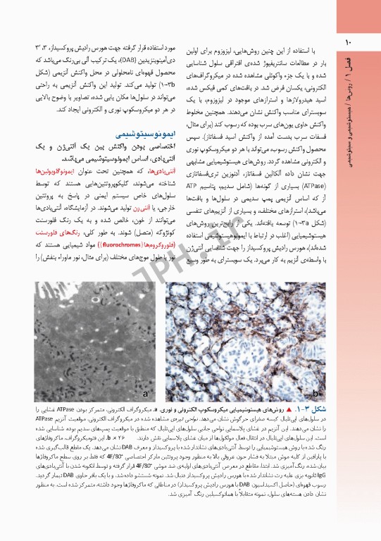 بافت‌‎شناسی راس 2016 جلد اول بافت‌شناسی‌ عمومی جغتایی