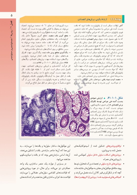 بافت‌‎شناسی راس 2016 جلد اول بافت‌شناسی‌ عمومی جغتایی
