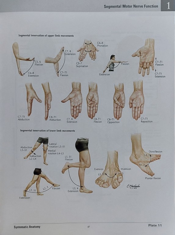 اطلس آناتومی نتر ویرایش هشتم 2023 گلاسه با قاب نفیس | 2023 Atlas of Human Anatomy Netter