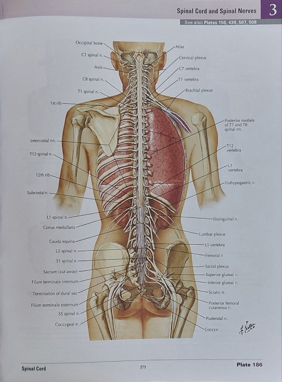اطلس آناتومی نتر ویرایش هشتم 2023 گلاسه با قاب نفیس | 2023 Atlas of Human Anatomy Netter