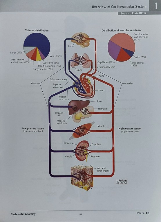 اطلس آناتومی نتر ویرایش هشتم 2023 گلاسه با قاب نفیس | 2023 Atlas of Human Anatomy Netter