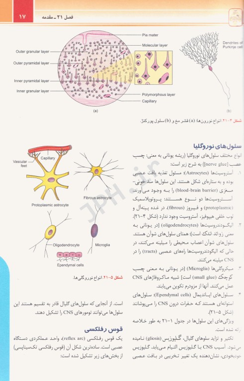آناتومی انسان چوراسیا جلد4 نوروآناتومی دکتر رضا شیرازی