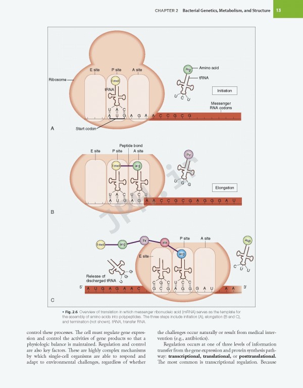 میکروب‌شناسی تشخیصی بیلی و اسکات ویراست پانزدهم | Bailey & Scott's Diagnostic Microbiology 2021
