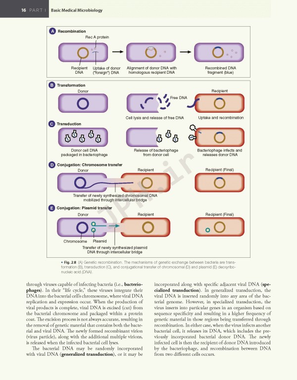 میکروب‌شناسی تشخیصی بیلی و اسکات ویراست پانزدهم | Bailey & Scott's Diagnostic Microbiology 2021