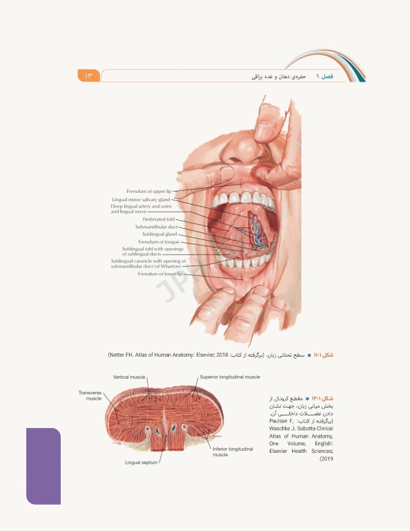 علوم تشریح برای دانشجویان پزشکی جلد6 دستگاه گوارش