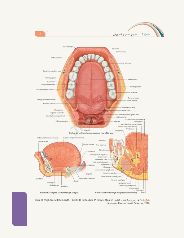 علوم تشریح برای دانشجویان پزشکی جلد6 دستگاه گوارش
