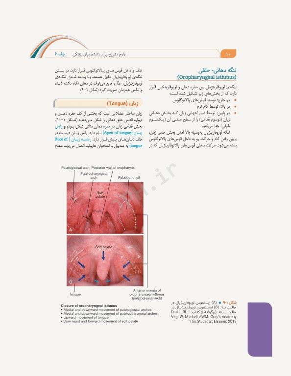 علوم تشریح برای دانشجویان پزشکی جلد6 دستگاه گوارش