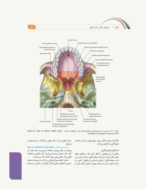 علوم تشریح برای دانشجویان پزشکی جلد6 دستگاه گوارش
