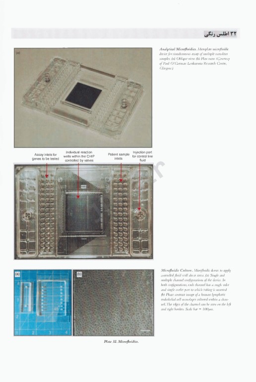 ترجمه جامع کشت سلول‌های جانوری فرشنی