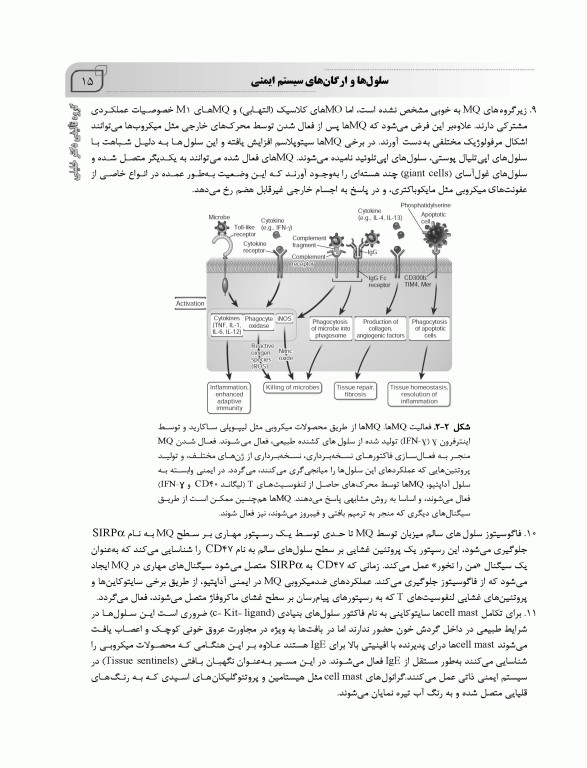 گنجینه نکات ایمونولوژی سلولی و مولکولی ابوالعباس 2022