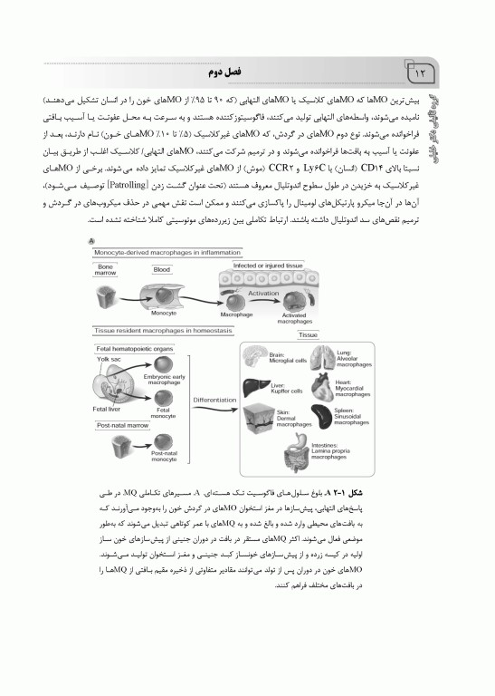 گنجینه نکات ایمونولوژی سلولی و مولکولی ابوالعباس 2022