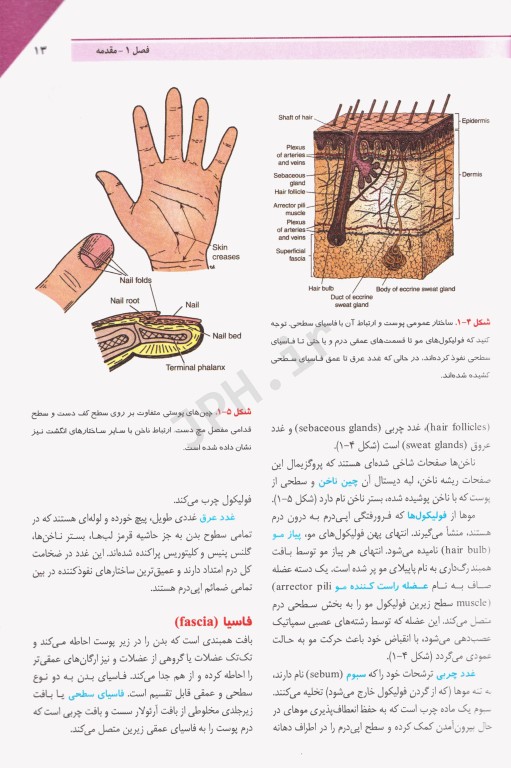 مرجع خلاصه QR آناتومی بالینی اسنل 2019