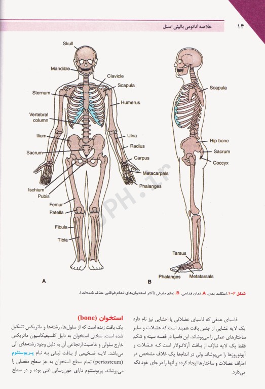مرجع خلاصه QR آناتومی بالینی اسنل 2019