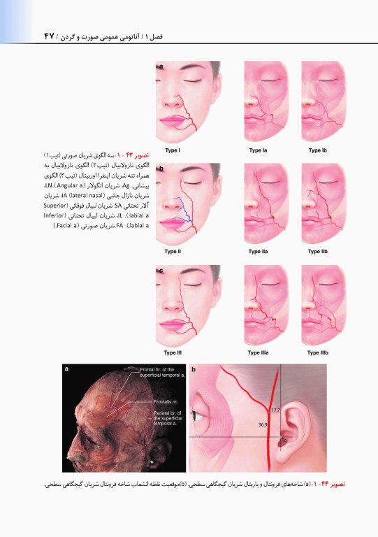 راهنمای کاربردی آناتومی بالینی صورت در تزریق فیلر و سم بوتولینوم دکتر رمزی
