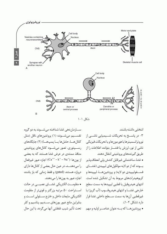 خلاصه کتاب Book Brief بی‌حسی موضعی مالامد 2020