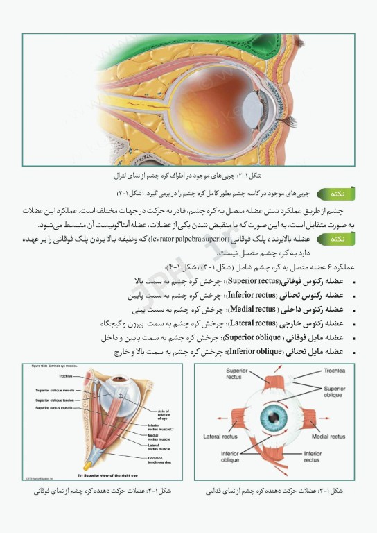 دانستنی‌های کمک جراح در جراحی‌های چشم