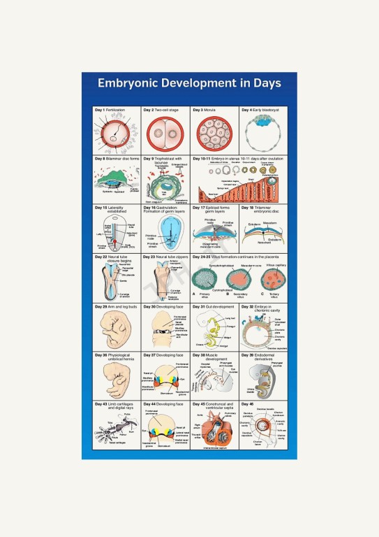 جنین‌شناسی پزشکی لانگمن 2023 دکتر مجیدپور جلد شومیز
