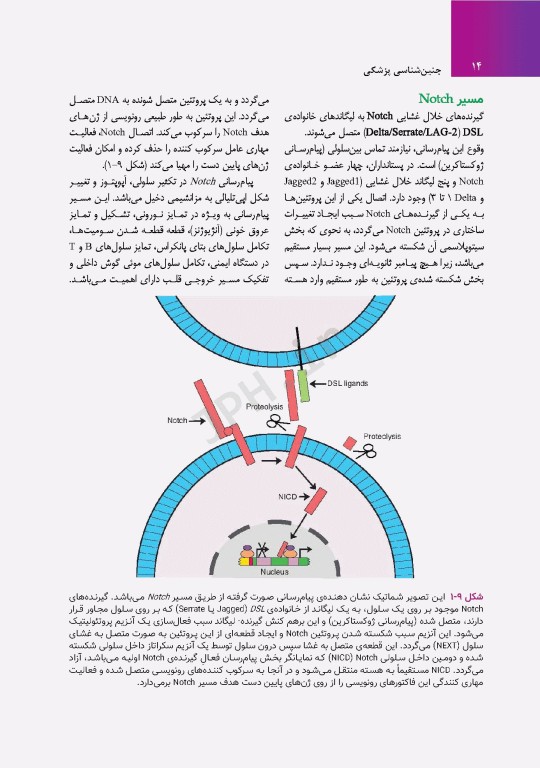 جنین‌شناسی پزشکی لانگمن 2023 دکتر مجیدپور جلد شومیز