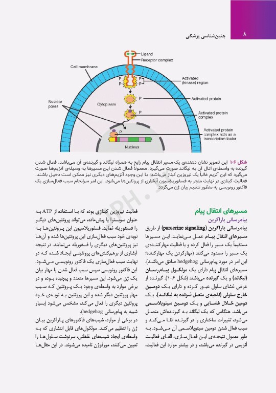 جنین‌شناسی پزشکی لانگمن 2023 دکتر مجیدپور جلد شومیز