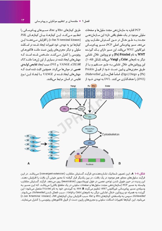 جنین‌شناسی پزشکی لانگمن 2023 دکتر مجیدپور جلد شومیز