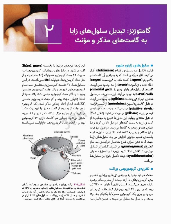 جنین‌شناسی پزشکی لانگمن 2023 دکتر مجیدپور جلد شومیز