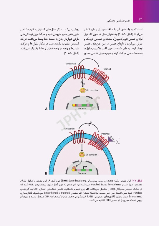 جنین‌شناسی پزشکی لانگمن 2023 دکتر مجیدپور جلد شومیز