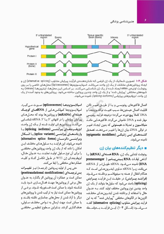 جنین‌شناسی پزشکی لانگمن 2023 دکتر مجیدپور جلد شومیز