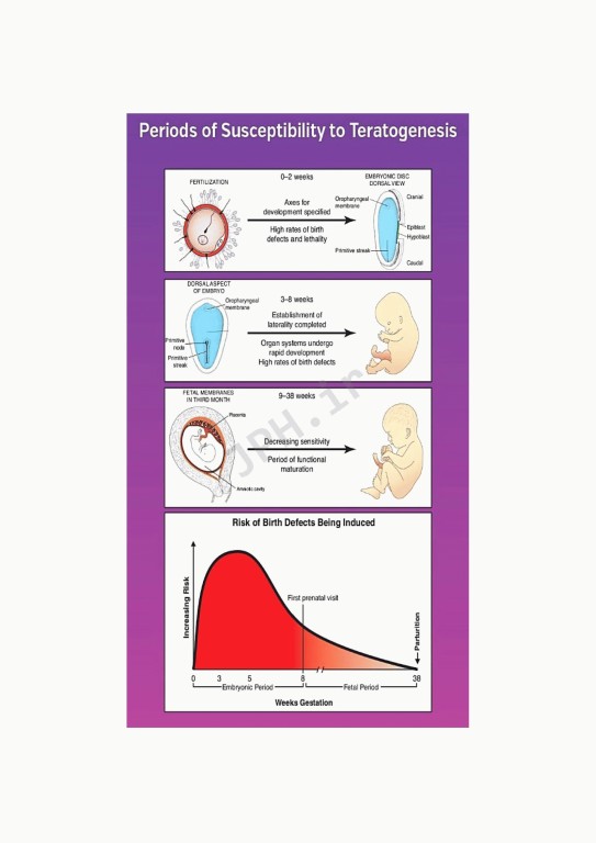جنین‌شناسی پزشکی لانگمن 2023 دکتر مجیدپور جلد شومیز