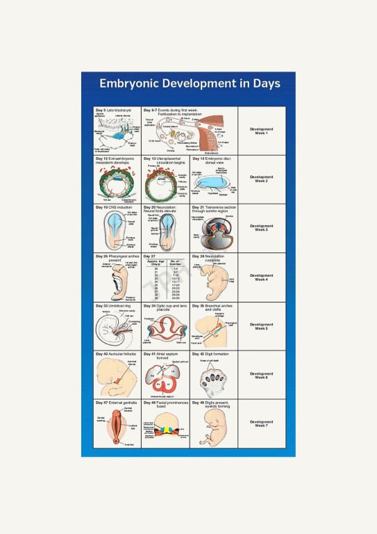 جنین‌شناسی پزشکی لانگمن 2023 دکتر مجیدپور جلد شومیز