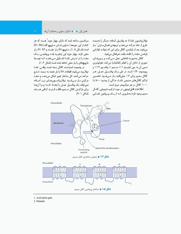 مبانی فیزیولوژی برای دانشجویان هوشبری 2020 دکتر زویا طاهرگورابی