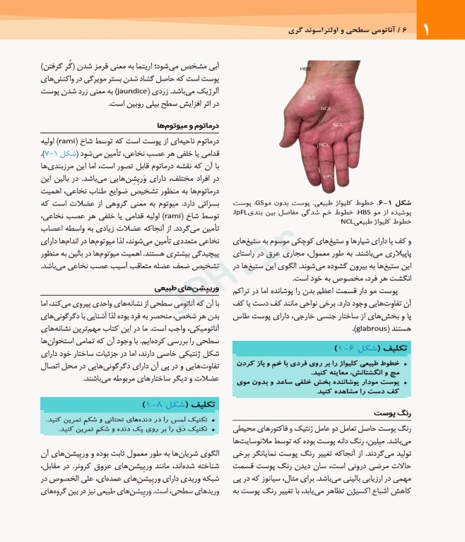 آناتومی سطحی و اولتراسوند گری