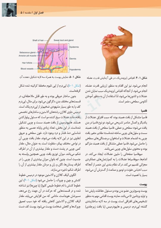 آناتومی سطحی و اولتراسوند گری