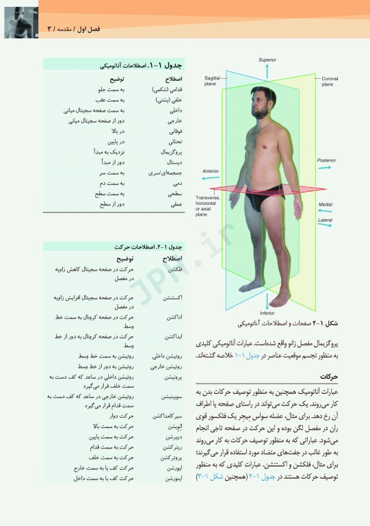 آناتومی سطحی و اولتراسوند گری