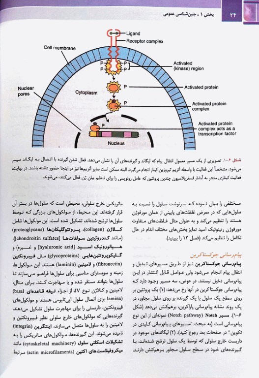 جنین‌شناسی پزشکی لانگمن 2024 دکتر رضا شیرازی