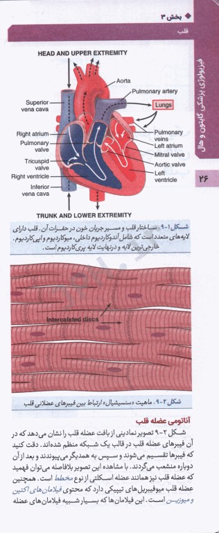فیزیولوژی پزشکی گایتون و هال 2020 جلد دوم