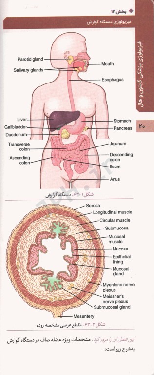 فیزیولوژی پزشکی گایتون و هال 2020 جلد ششم