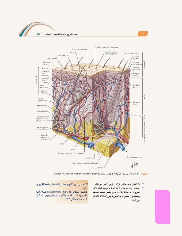 علوم تشریح برای دانشجویان پزشکی جلد1 مقدمات علوم تشریح