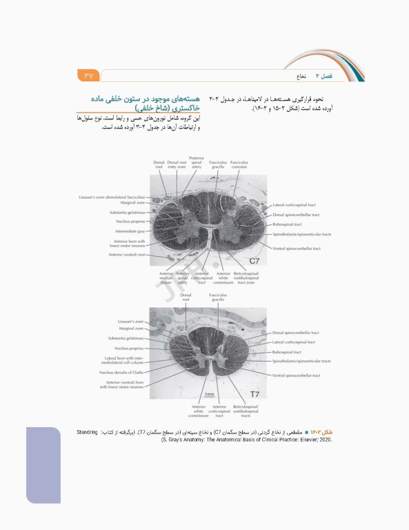 علوم تشریح برای دانشجویان پزشکی جلد 8 دستگاه اعصاب