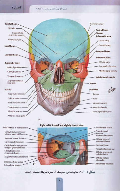 خلاصه GBS آناتومی و نوروآناتومی گری، نتر و اسنل