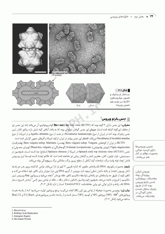 ویروس‌شناسی گیاهی نوین به زبان ساده