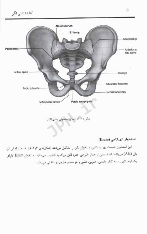 کالبد‌شناسی لگن همراه با نکات بالینی و کاربردی