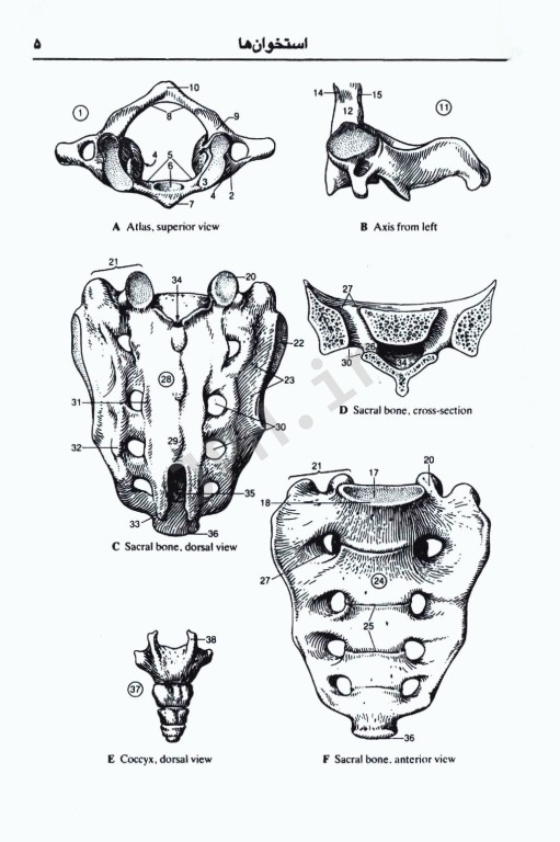 اطلس آناتومی انسان