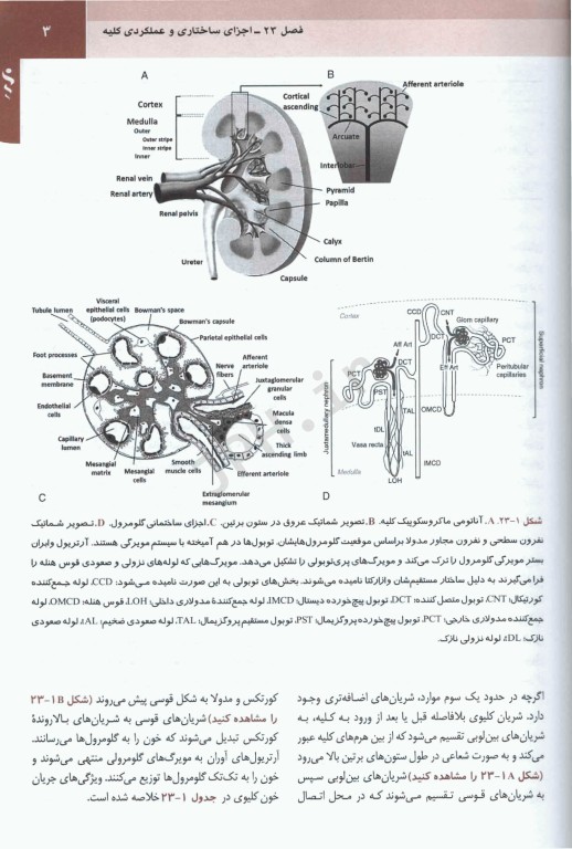 مبانی طب داخلی سسیل 2022 بیماری‌های کلیه و مجاری ادراری