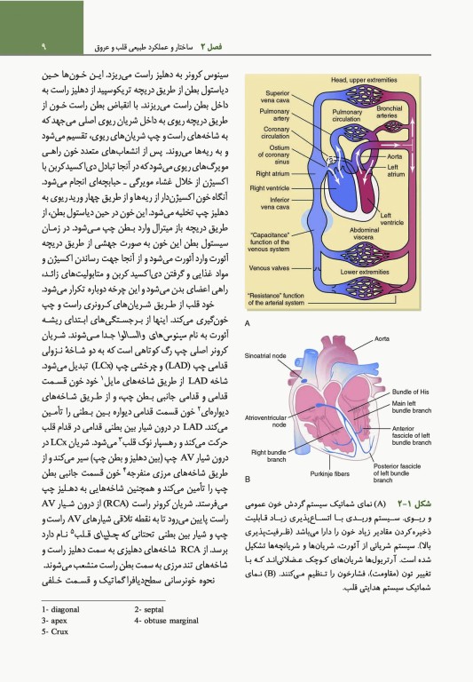 مبانی طب داخلی سیسیل 2022 بیماری‌های قلب و عروق