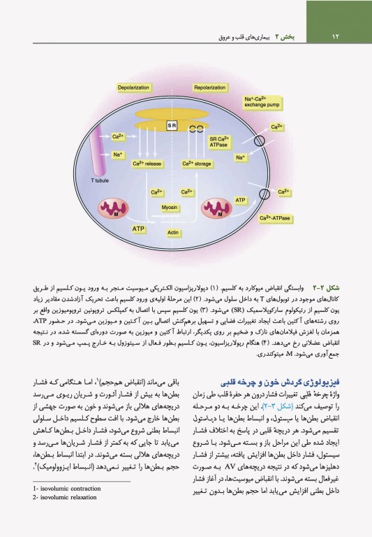 مبانی طب داخلی سیسیل 2022 بیماری‌های قلب و عروق