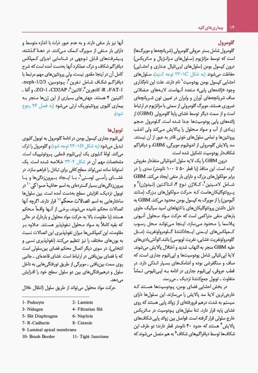 مبانی طب داخلی سیسیل 2022 بیماری‌های کلیه